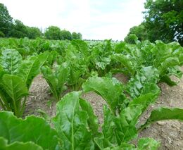 Týden podle PH č. 49 - 2017 (pH týdne: 7)