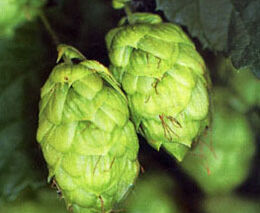 Návrh nařízení vlády o poskytování národních doplňkových plateb (Top-up)