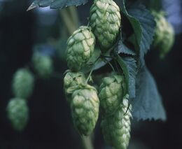 K zajištění odrůdové pravosti chmele má pomoci novela, kterou podpořila Sněmovna