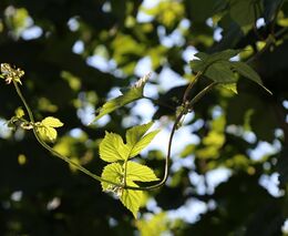 Klimatické změny ničí úrodu a změní chutě. Chmel bude méně hořký, upozorňuje analytička