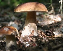 Vlastníci lesů podali stížnost radě ČT