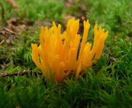 Houby klíčové pro chod ekosystémů jsou málo chráněné, upozornili vědci