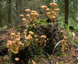 Na světě je přes šest milionů druhů hub, spočítali vědci z Akademie věd