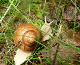 Chemických látek je už v přírodě tolik, že to narušuje stabilitu ekosystémů, popisuje nová zpráva