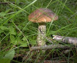 Češi loni chodili do lesů méně často, ale nasbírali víc hub i borůvek