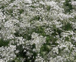 Nový fígl, vypěstovali kmín a pak ho zaorali. Zemědělci bohatli na dotacích