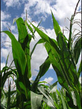 Marchal: Mně to závadné nepřišlo