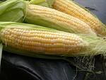 Evropu již neobchází strašidlo GMO