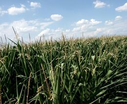 Pozvánka na skupinovou akci v rámci projektu MZe „Demonstrační farmy“