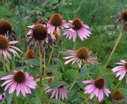 Bio suroviny a žádné plasty. Čaje Sonnentor ukazují, že to jde
