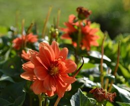 Zarostlý statek s rybníkem proměnili v živou rajskou zahradu pro seniory