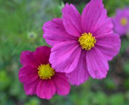 Botanická zahrada významně zlepší hospodaření s vodou