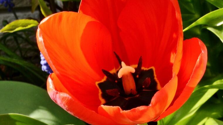 Hlavní expozice jarní výstavy květin Flora Olomouc bude mít podobu galaxie