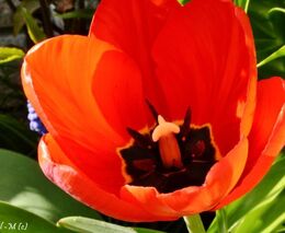 Hlavní expozice jarní výstavy květin Flora Olomouc bude mít podobu galaxie