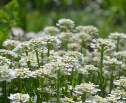 Na louce na kraji Brna chystá zahradnice kyticovou samoobsluhu