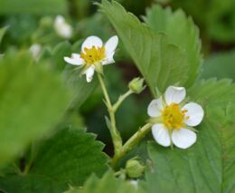 Senát chce vypustit část ustanovení zahrádkářského zákona