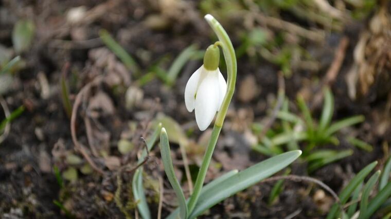 Vegetační období se prodloužilo. Dřívější probouzení přírody může uškodit zemědělcům