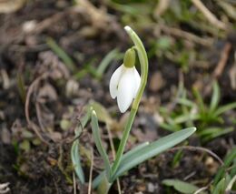 Vegetační období se prodloužilo. Dřívější probouzení přírody může uškodit zemědělcům