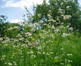 Anglický trávník je pro krajinu smrtící, varuje ekolog. Radí změnit Česko v zahradu