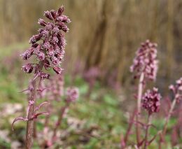 3 jarní fialové bylinky: síla přírody k prevenci dýchacích potíží