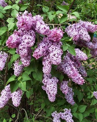 Připomínka po oslavách