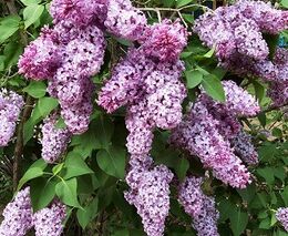 Připomínka po oslavách