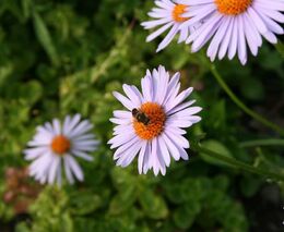 Na chmelnicích na Žatecku rozkvetly tisíce květin, vyživí půdu a pomohou chmelu