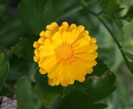 Jedlé květiny rozzáří talíř a potěší chuťové buňky. Česká květinová farma sklízí úspěchy