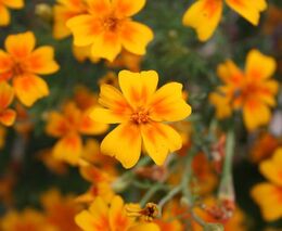 Značku ŽELEZNÉ HORY regionální produkt nově nesou květiny, maso a obrazy 