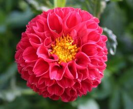  Za týden začíná jarní Flora Olomouc