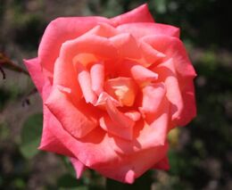 Čeští výzkumníci vyvinuli novou technologii přírodní konzervace bio nápojů