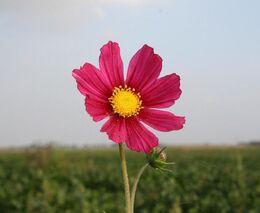 Naděje pro krajinu? Květinové farmy