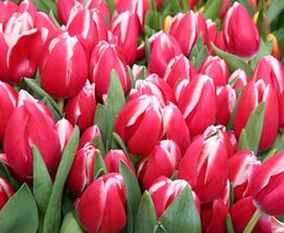 Pozvánka na zájezdy do bylinkových zahrad rakouského Waldviertelu a zahrad Bodamského jezera