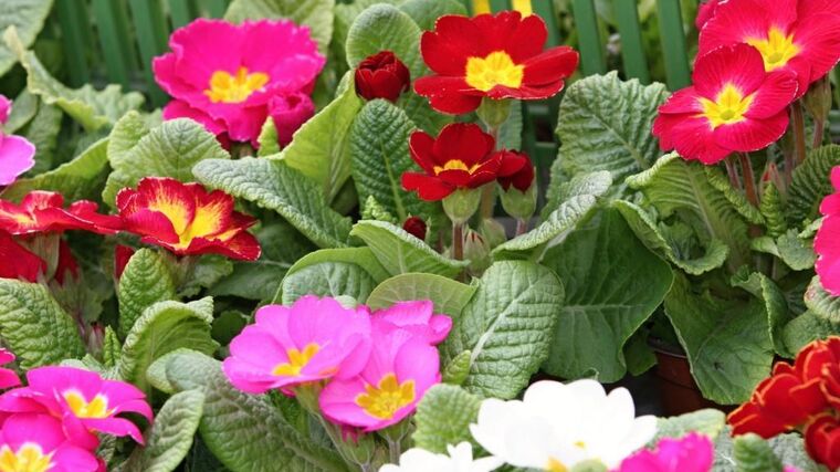 Kouzlo přírody Tomáše Bezděkovského z Děčína fascinovalo už od dětství