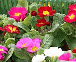 Kouzlo přírody Tomáše Bezděkovského z Děčína fascinovalo už od dětství