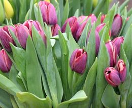 Jarní etapu výstavy květin Flora Olomouc navštívilo téměř 53.000 lidí