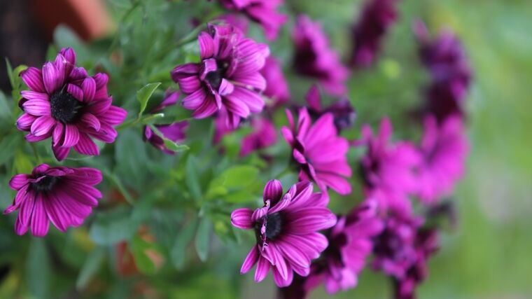 Podzimní Flora Olomouc ukáže krajinu z ovoce, zeleniny a květin