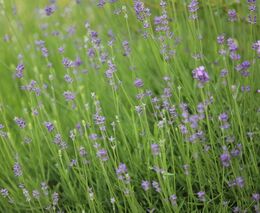 Mezi levandulová pole vede nová stezka