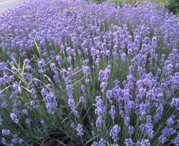 Lidé mohou poprvé sami sbírat levanduli na poli v Bruzovicích, zájem je obrovský