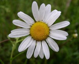 Rostliny umí přeškolit geny, umožnily tak evoluci od kapradí po kvetoucí byliny