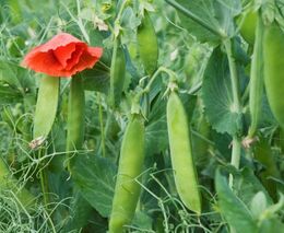 Samosběr je fenoménem, vyplatí se farmářům i zákazníkům