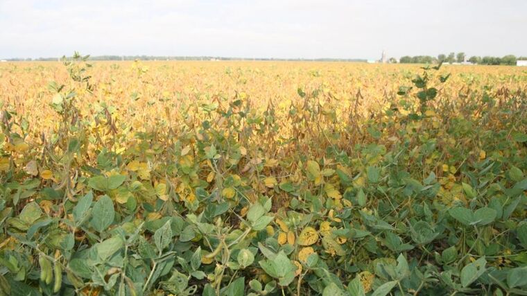 Farmáři se učí pěstovat sóju. Dotlačili je k tomu producenti mléka