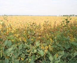 Farmáři se učí pěstovat sóju. Dotlačili je k tomu producenti mléka