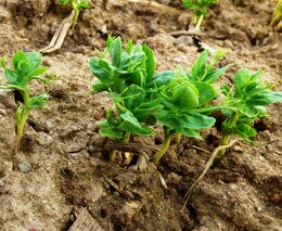 Pozvánka na online seminář "Výživa rostlin jako součást integrované ochrany rostlin"