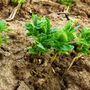 Pozvánka na online seminář "Výživa rostlin jako součást integrované ochrany rostlin"