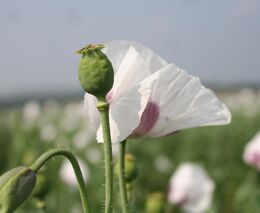 Expert: V boji se šířením exotických škůdců pomáhají kontroly rostlin