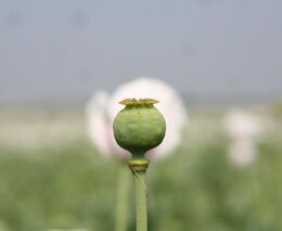 Mrazy a škůdci nenávratně poškodili mák na polích. Na mnoha místech museli zemědělci rostliny zaorat