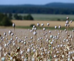 Týden podle PH č. 30 - 2020 (pH týdne: 7)