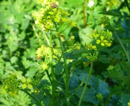 Vědci vyvíjí nová hnojiva pro období sucha, rostlinám by měla řízeně dodávat živiny a vodu