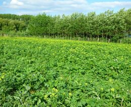 Pozvánka na seminář „Budoucnost organické hmoty pro půdy v České republice“ 